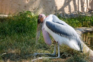 marabut leylek (Leptoptilos crumenifer) büyük yürüyen kuş