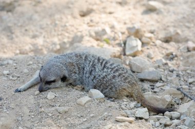 Meerkat veya Suricate (Suricata suricatta)