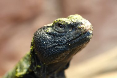 Uromastyx Afrika ve Asya agamid kertenkele cinsidir