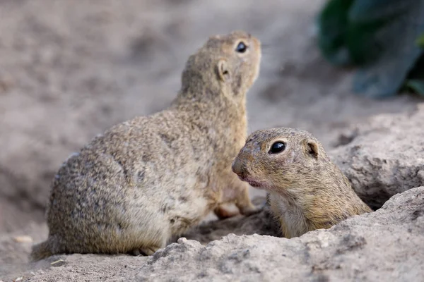 Esquilo terrestre europeu (Spermophilus citellus ) — Fotografia de Stock