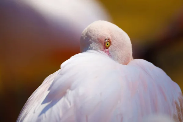 Pták Rose flamingo (Phoenicopterus roseus) — Stock fotografie