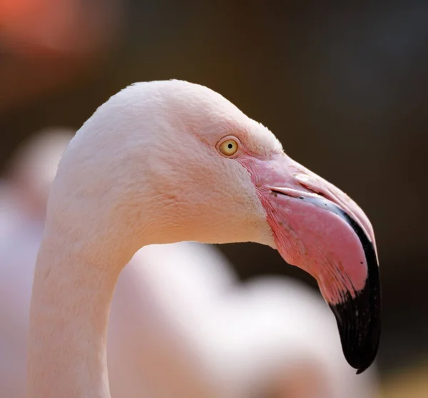 Bird Rose flamingo (Phoenicopterus roseus) — Stock Photo, Image