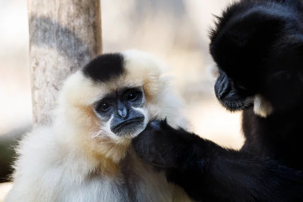 Primatte Gibão-de-faces-amarelas (Nomascus gabriellae ) — Fotografia de Stock