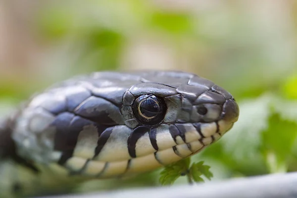 Serpent d'herbe (Natrix natrix) gros plan — Photo