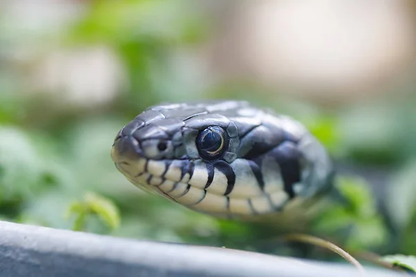 Cobra de grama (Natrix natrix) de perto — Fotografia de Stock