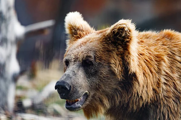 Oso pardo del Himalaya (Ursus arctos isabellinus ) — Foto de Stock