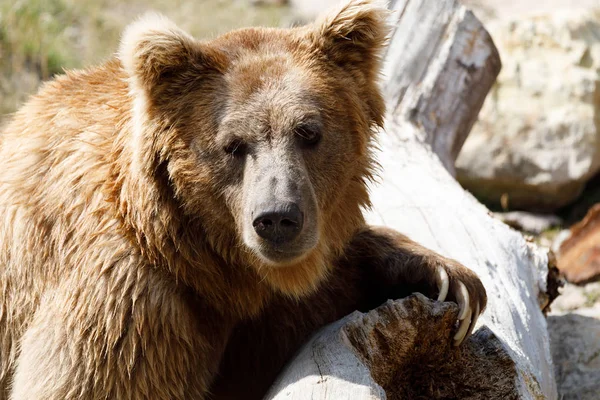 Oso pardo del Himalaya (Ursus arctos isabellinus ) — Foto de Stock