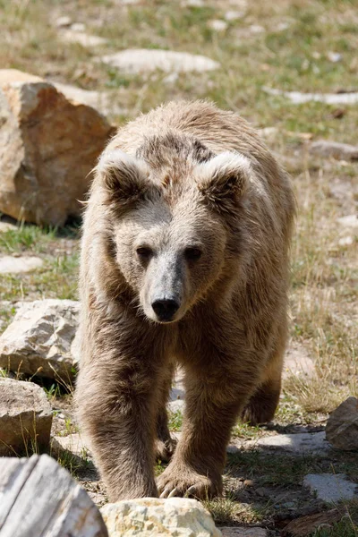 Oso pardo del Himalaya (Ursus arctos isabellinus ) — Foto de Stock