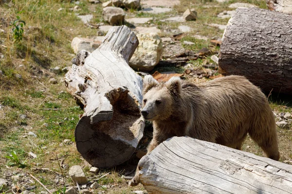 Гималайский бурый медведь (Ursus arctos isabellinus ) — стоковое фото