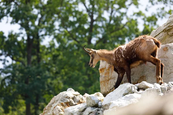 Erkek chamois adlı dağ tepe — Stok fotoğraf