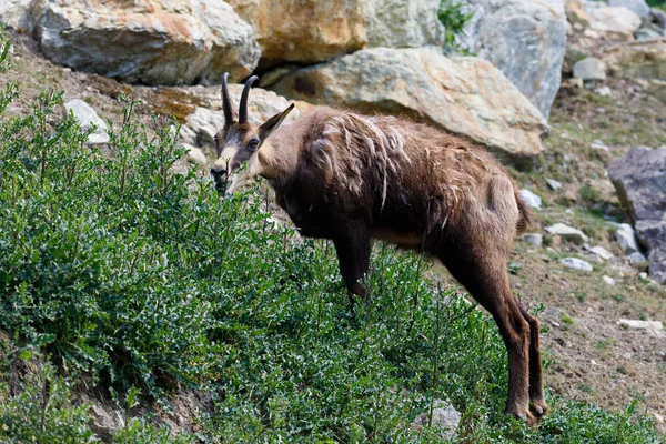 Gämsenmännchen am Berg — Stockfoto