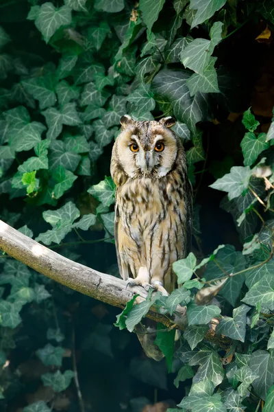 Long-eared owl (Asio otus) — Stock Photo, Image