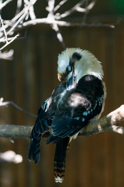 Oiseau riant kookaburra (Dacelo novaeguineae ) — Photo