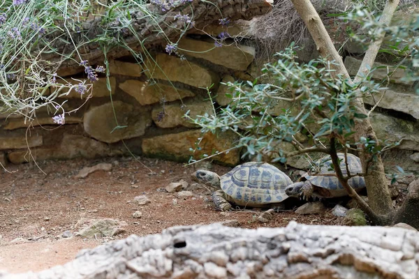 Russische tortoise (Agrionemys horsfieldii) — Stockfoto