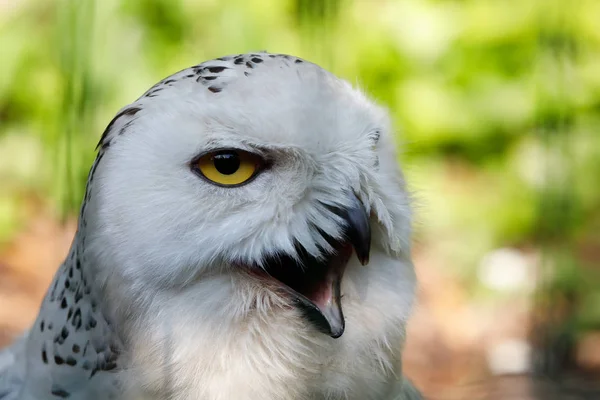 Snowy owl (Bubo scandiacus) large white bird — Stock Photo, Image