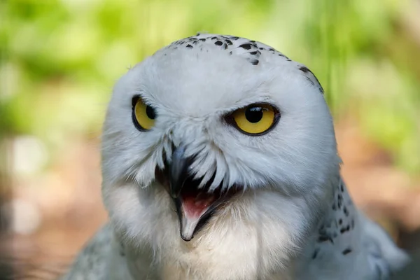 Gufo delle nevi (Bubo scandiacus) grande uccello bianco — Foto Stock