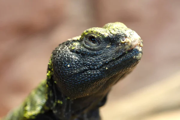 Uromastyx es un género de lagartos agámidos africanos y asiáticos. — Foto de Stock