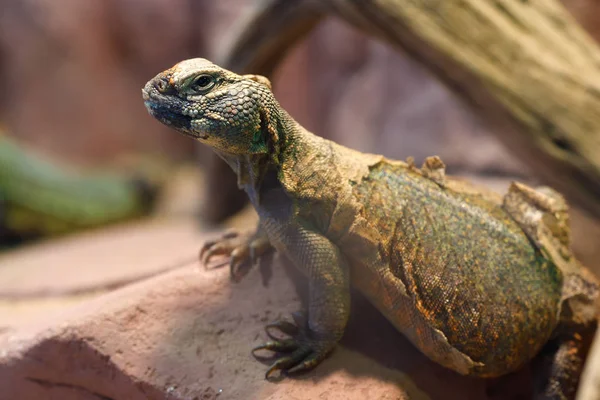 Uromastyx es un género de lagartos agámidos africanos y asiáticos. — Foto de Stock
