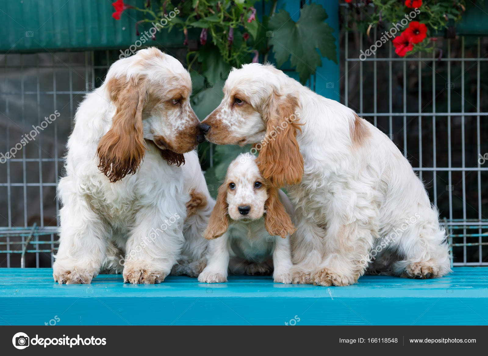 Purered anglais Cocker Spaniel avec chiot — Photo de stock par ©artush -  166118548, image size:1600x1167