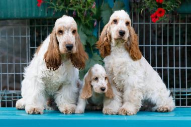 safkan İngiliz Cocker Spaniel köpek yavrusu