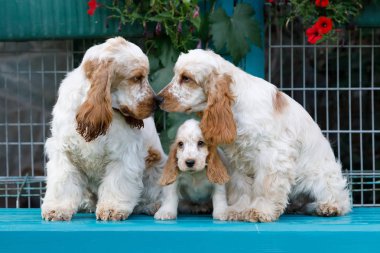 safkan İngiliz Cocker Spaniel köpek yavrusu