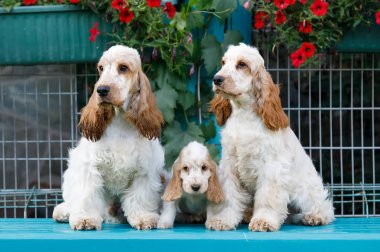 safkan İngiliz Cocker Spaniel köpek yavrusu