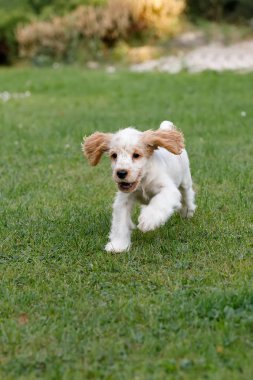 safkan İngiliz Cocker Spaniel köpek yavrusu