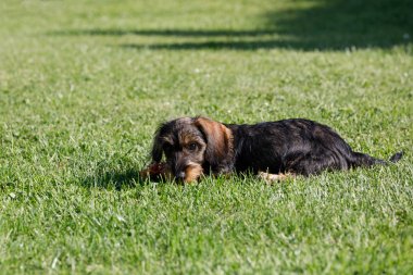 sevimli kadın kahverengi dachshund