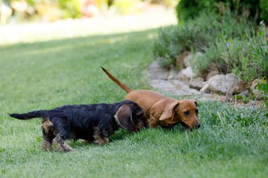 Küçük köpekler dachshund bahçede çalış