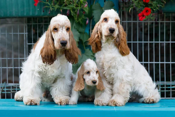 safkan İngiliz Cocker Spaniel köpek yavrusu