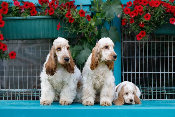 safkan İngiliz Cocker Spaniel köpek yavrusu
