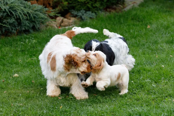 Pura raza Inglés Cocker Spaniel con cachorro — Foto de Stock