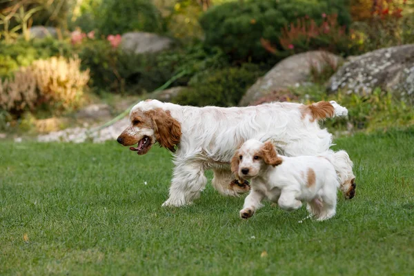 safkan İngiliz Cocker Spaniel köpek yavrusu