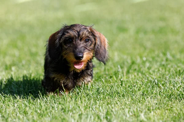 sevimli kadın kahverengi dachshund