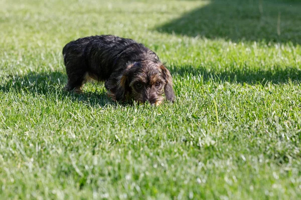 sevimli kadın kahverengi dachshund