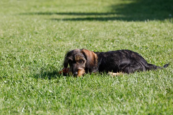 Niedliches Weibchen von braunem Dackel — Stockfoto