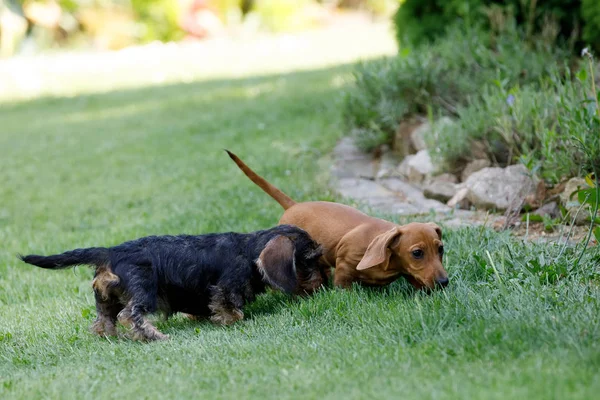 Perros pequeños dachshund juega en el jardín — Foto de Stock