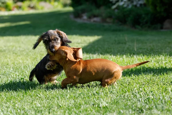 Küçük köpekler dachshund bahçede çalış