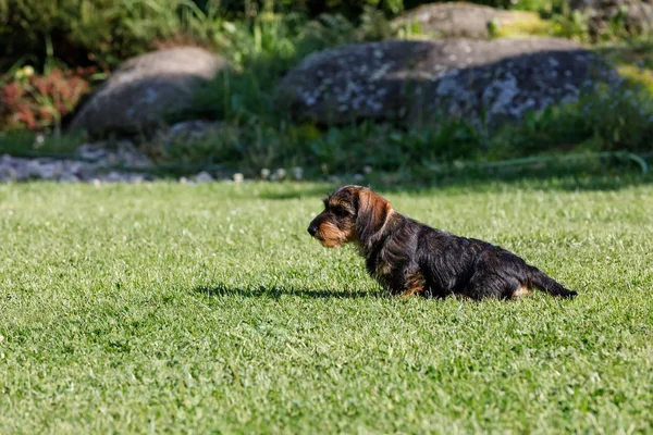 sevimli kadın kahverengi dachshund