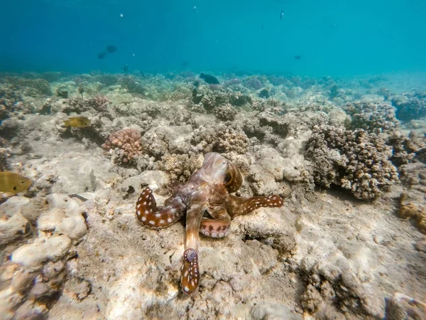 Riffkrake (Oktopus cyanea) auf Korallengarten — Stockfoto