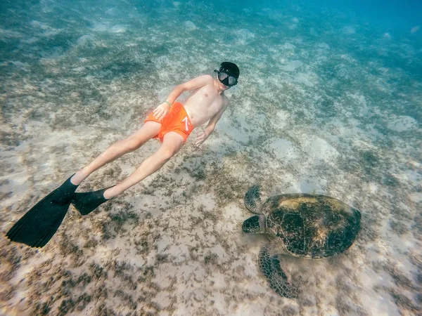 Молодий хлопчик Snorkel плавати з зелена черепаха, Єгипет — стокове фото