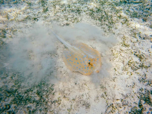 Bluespotted ribbontail-ray (Taeniura lymma), Egyiptom — Stock Fotó