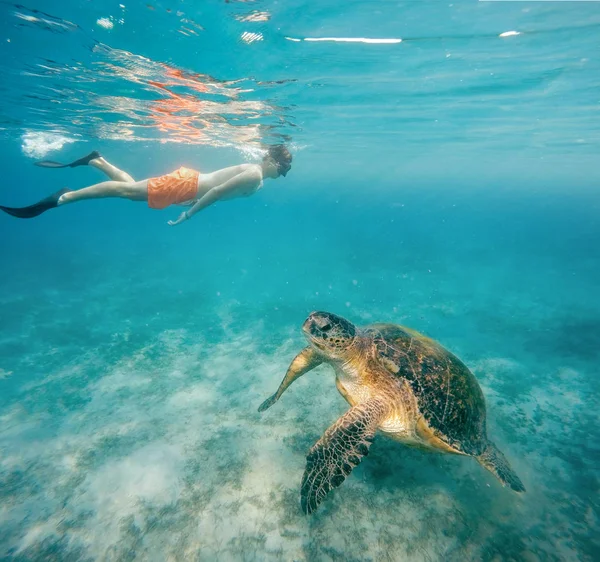 Молодий хлопчик Snorkel плавати з зелена черепаха, Єгипет — стокове фото