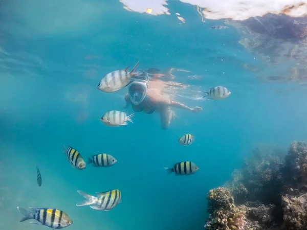 Woman snorkel with school of coral fish, Red Sea, Egypt — Stock Photo, Image