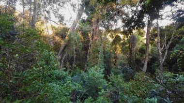 Masoala Milli Parkı, Madagaskar, manzara