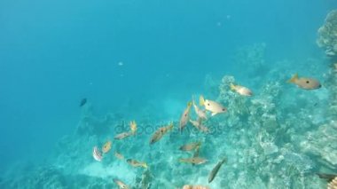 snappersfish coral red Sea, Mısır Tarih Okulu