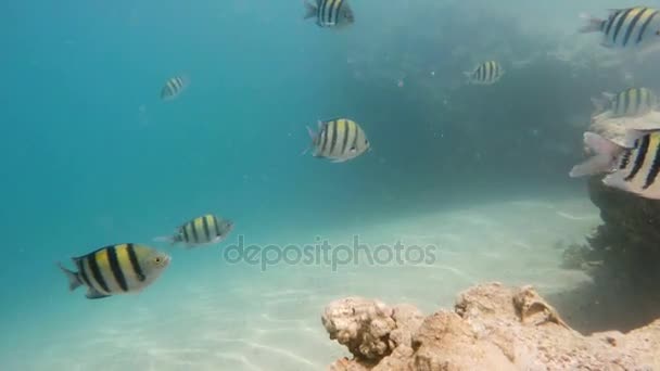 Grupo de sargento mayor damisela en el mar rojo — Vídeo de stock