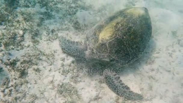 Tartaruga marinha adulta verde (Chelonia mydas ) — Vídeo de Stock