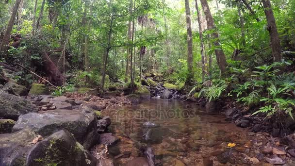 Paysage malgache avec petit ruisseau — Video