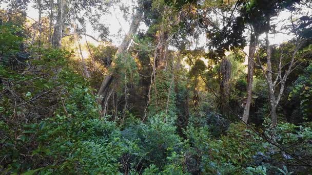 Paysage du Parc National Masoala, Madagascar 